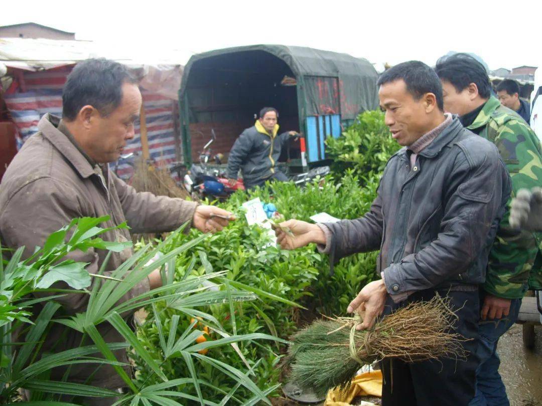 湖南花卉苗木（湖南花卉苗木有哪些品种的） 第3张