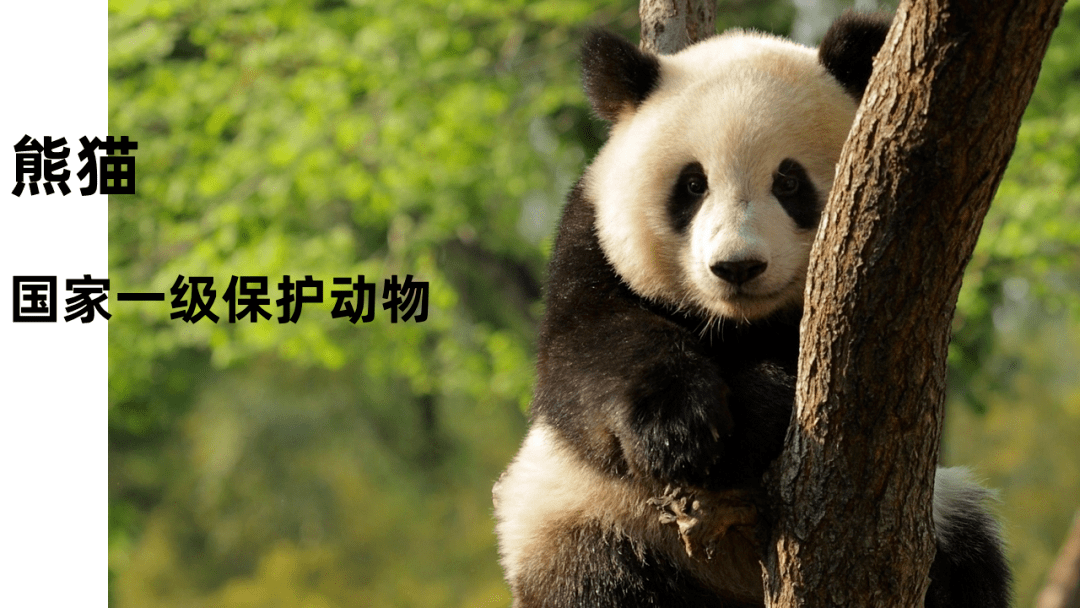 素材_大熊猫_封面