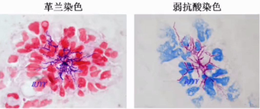 陈东科：做微生物查验，用好摄影手艺很重要