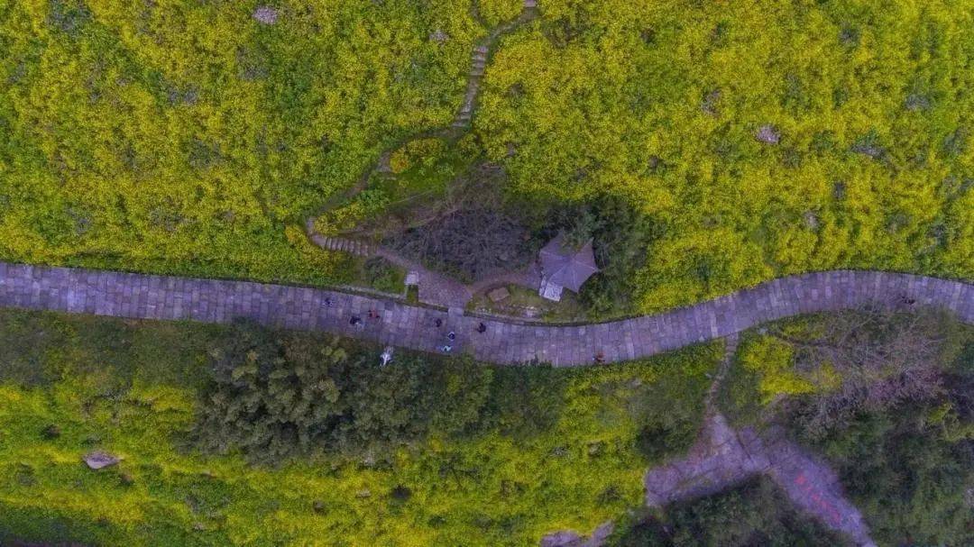 【嘉定出發】長興城山古道徒步,邂逅千畝杜鵑花海!_活動_景區_山溝