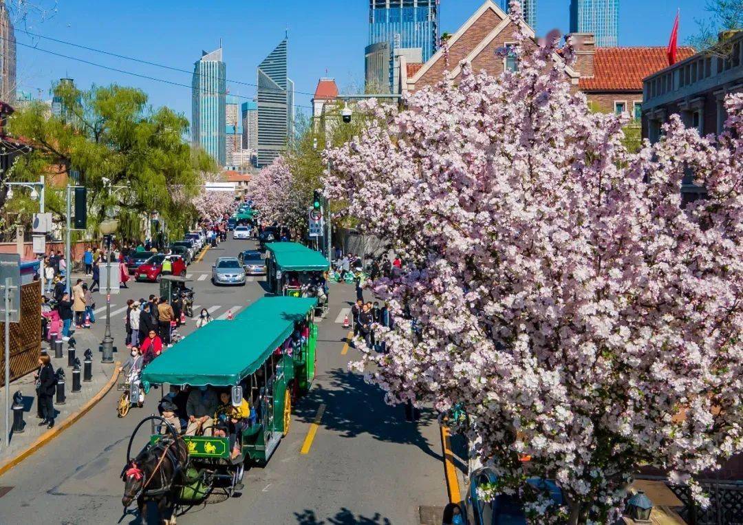 连续10天,五大道地区有交通限行!时间,路段公布→_活动_海棠花_民园