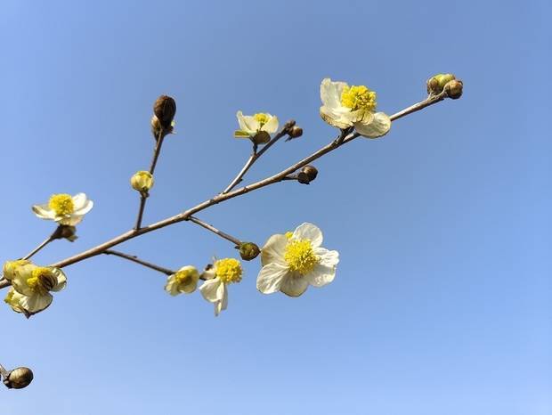 上海辰山动物园最美盛花期到来 园内群芳斗艳