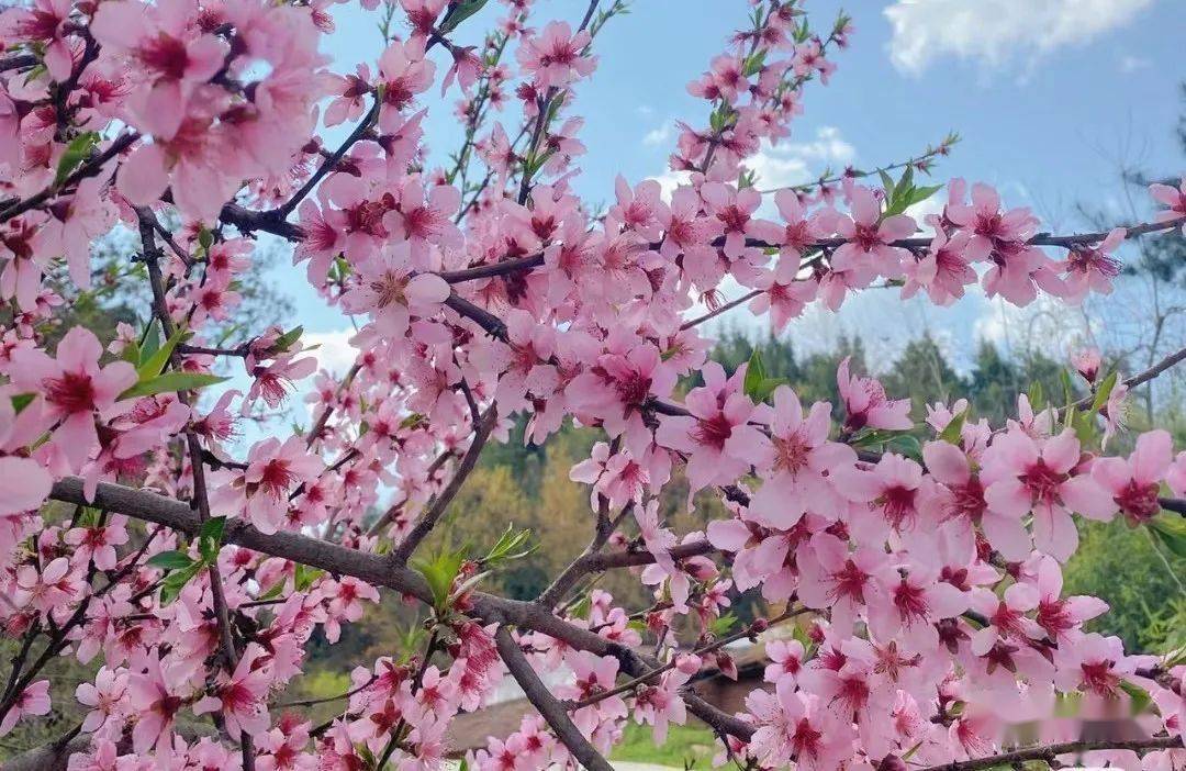 【最新】"十里桃乡·精致旧寨"2023年蒙阴旧寨第二十届桃花节将于4月1