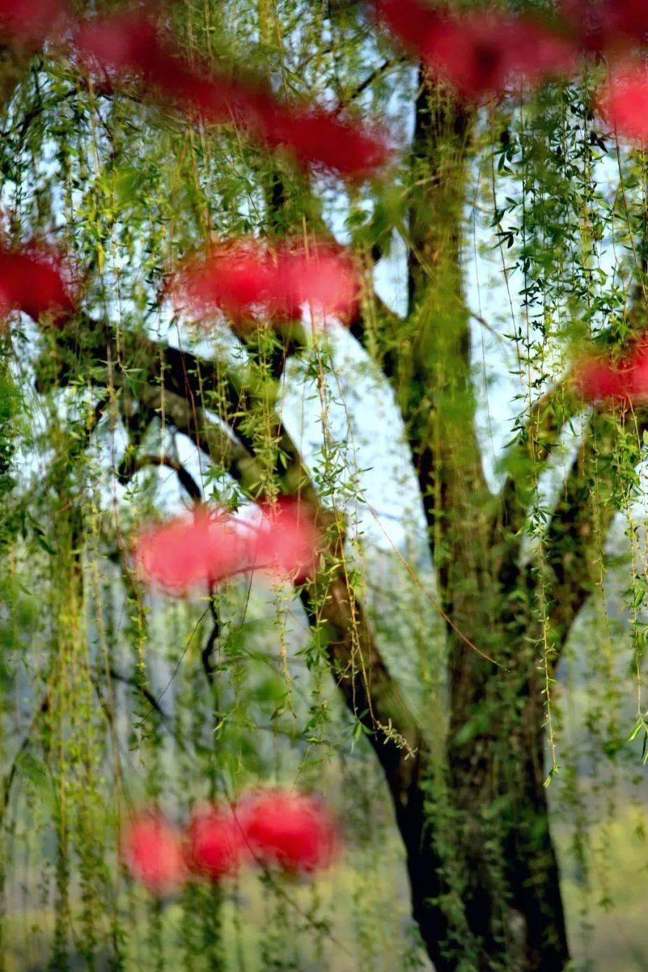 惠风和煦,嫣红伴绿,不妨顾盼其间,感受西湖春天!_桃花_白堤莫_柳间植