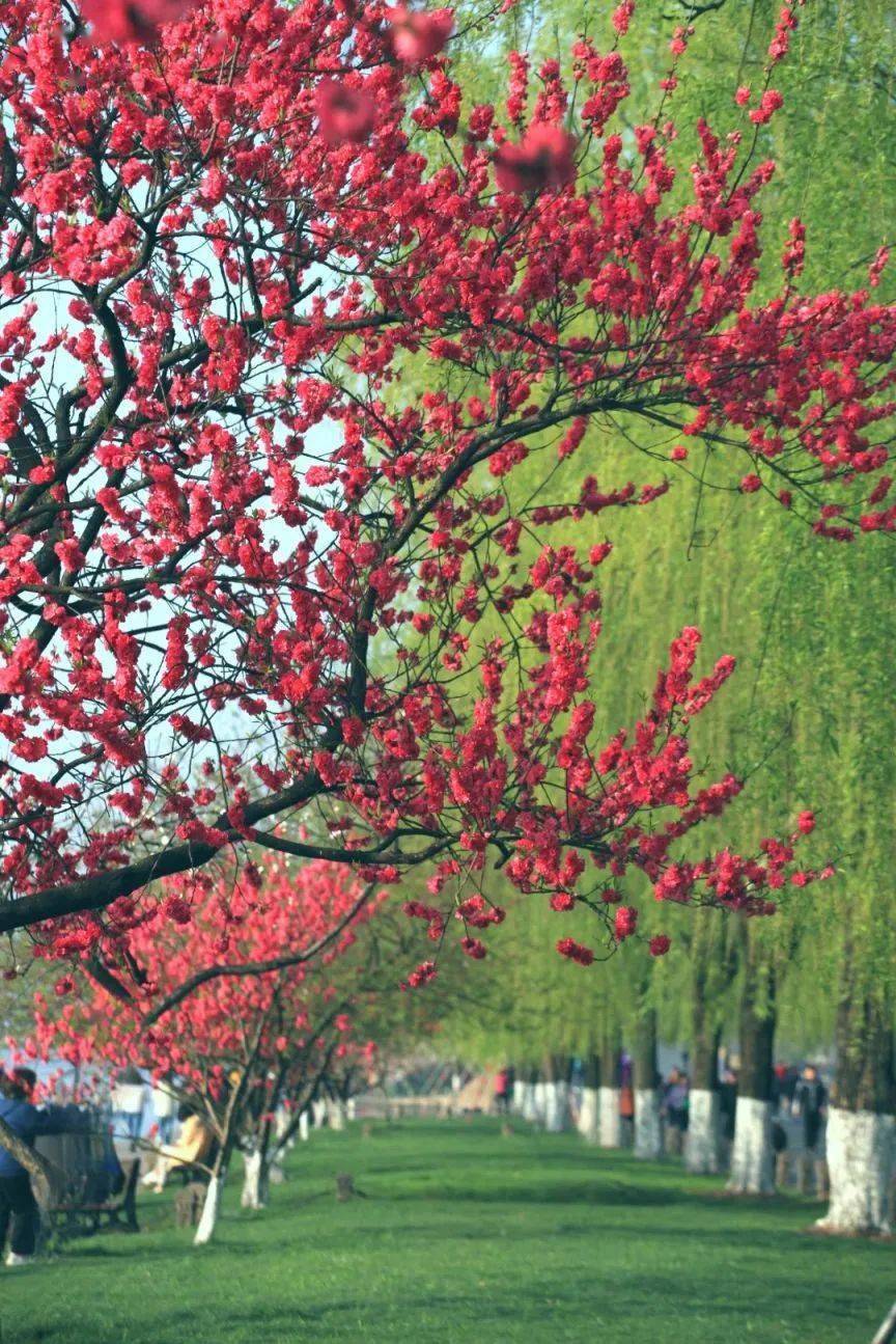 惠风和煦,嫣红伴绿,不妨顾盼其间,感受西湖春天!_桃花_白堤莫_柳间植