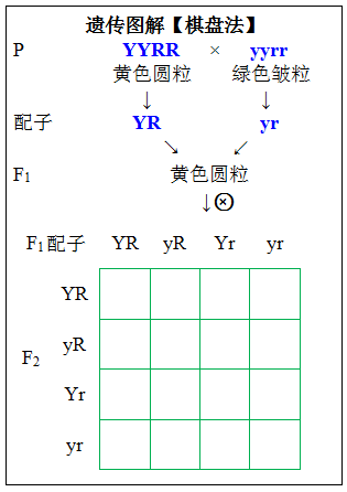 【生物】孟德尔豌豆杂交实验知识点_性状_配子_遗传学