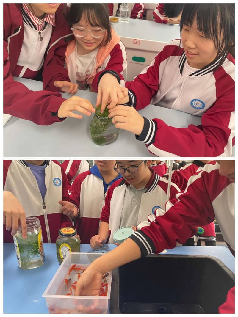 好水草,小金鱼,小虾和乌龟等材料,为学生制作生态瓶提供充足的物质