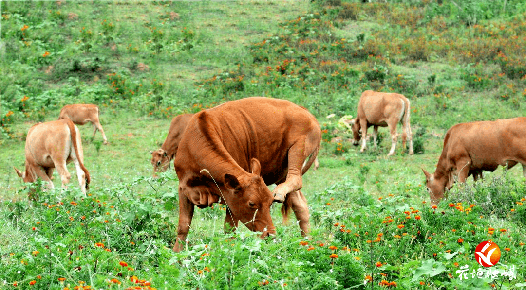 花垣县培育湘西黄牛新品系_安格斯牛_杂交_养殖