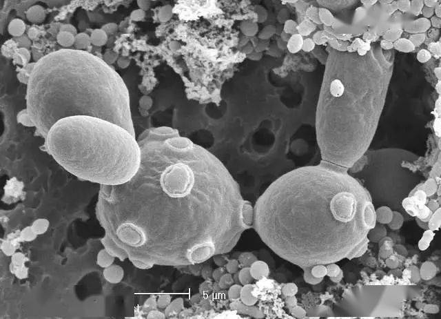 中心法則,分子生物學,進化模型)微生物