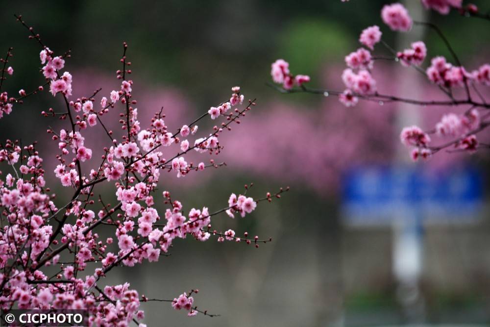 春花路放