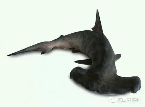 犁头鳐)3,避仔(学名:电鳐)2,七星鳐(学名:何氏鳐)1,黄鳐六,鳐与鲨鱼15