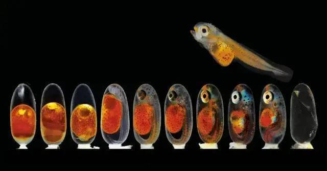 斑马鱼[6](透明胚胎,胚胎发育,转基因研究)脊椎动物:黑腹果蝇 (遗传学