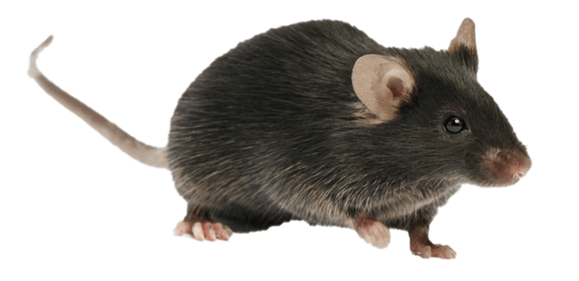 研究_动物_生物