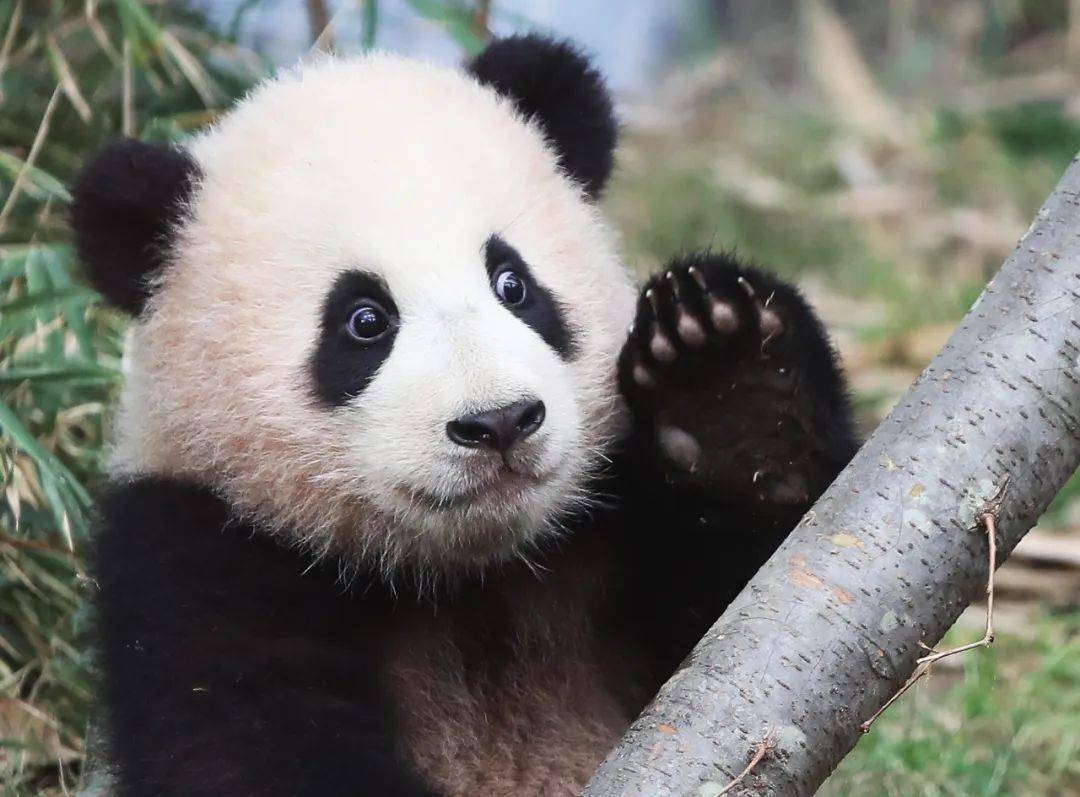 大熊猫为何近期扎堆"返乡"?_giant_panda_the
