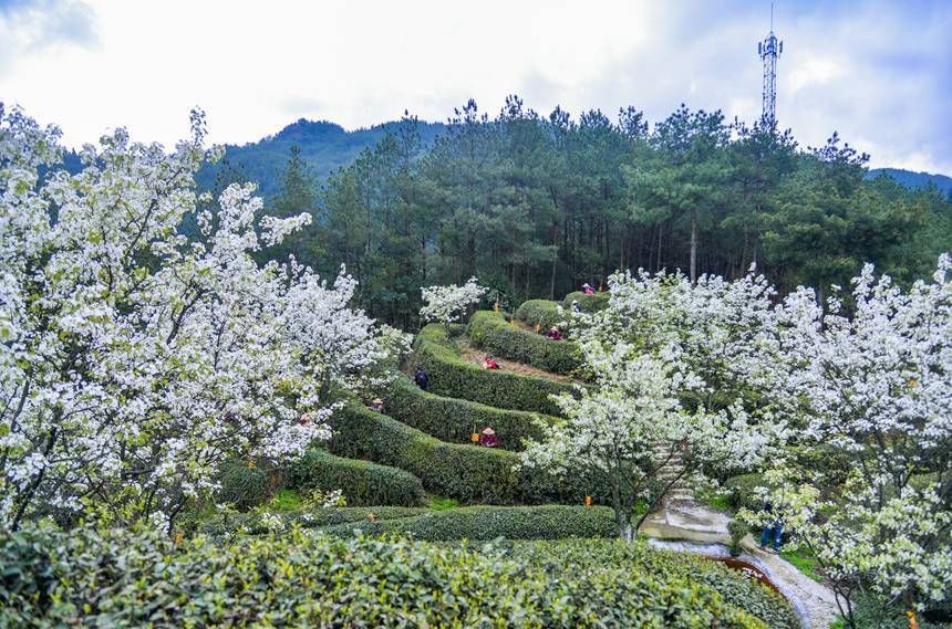 重庆市万州区长岭镇青石社区,村民正忙着采摘春茶.