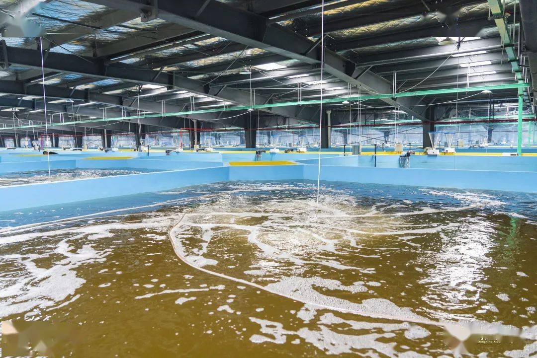 为保证海水水质,基地自主研发了对虾养殖工艺水净化系统,养虾池中产生