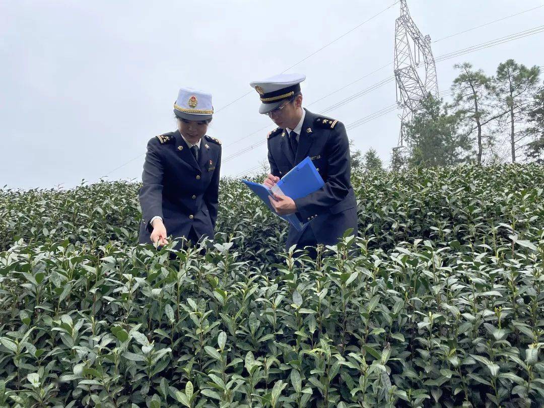 持续提升"含金量 浙江春茶出口忙_茶叶_企业_种植