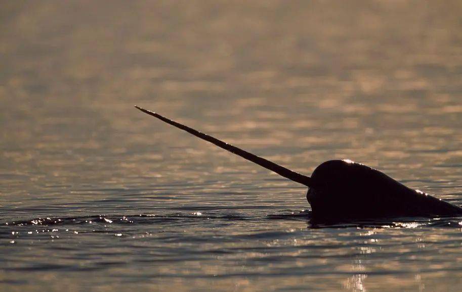 千年罕见的奇兽大全,一个比一个奇怪,见过3种算你厉害!