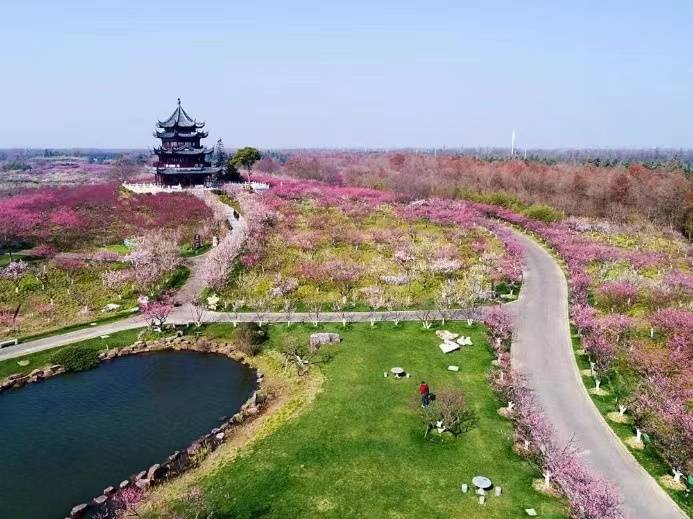 上海市MaaS平台清明出行提醒：5条祭扫踏青线路“量身定造”错峰出行