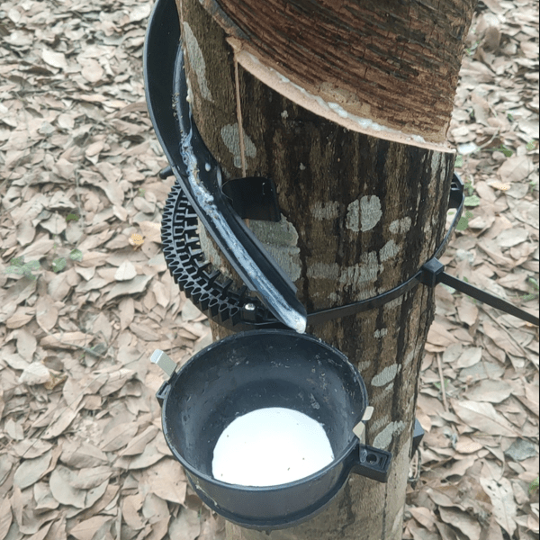 劳动强度大,人力割胶成本占生产成本的70%以上,人工成本高是天然橡胶