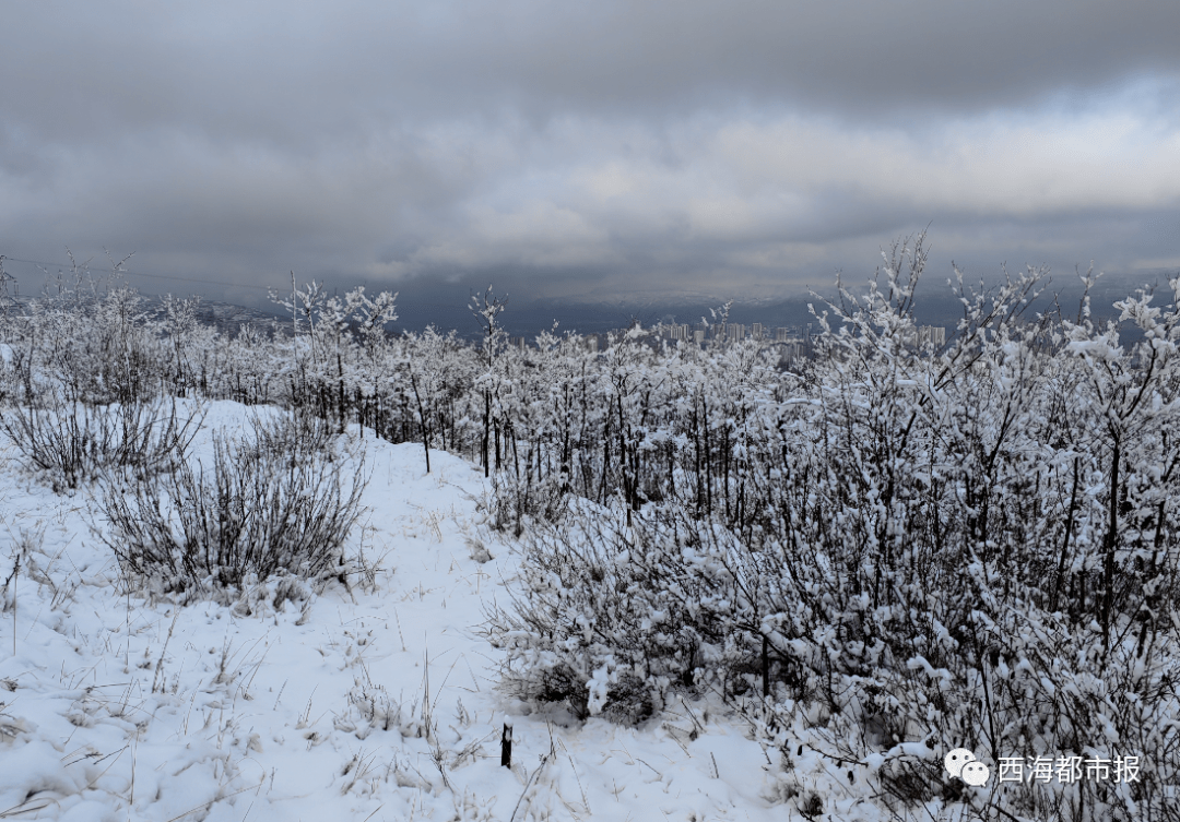 西宁雪景图片