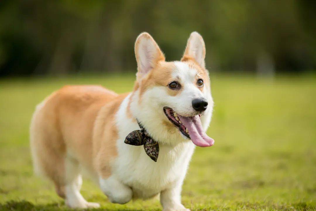 yellow dog可不是"黄色狗",那是什么意思呢?_yellow_jane_hated