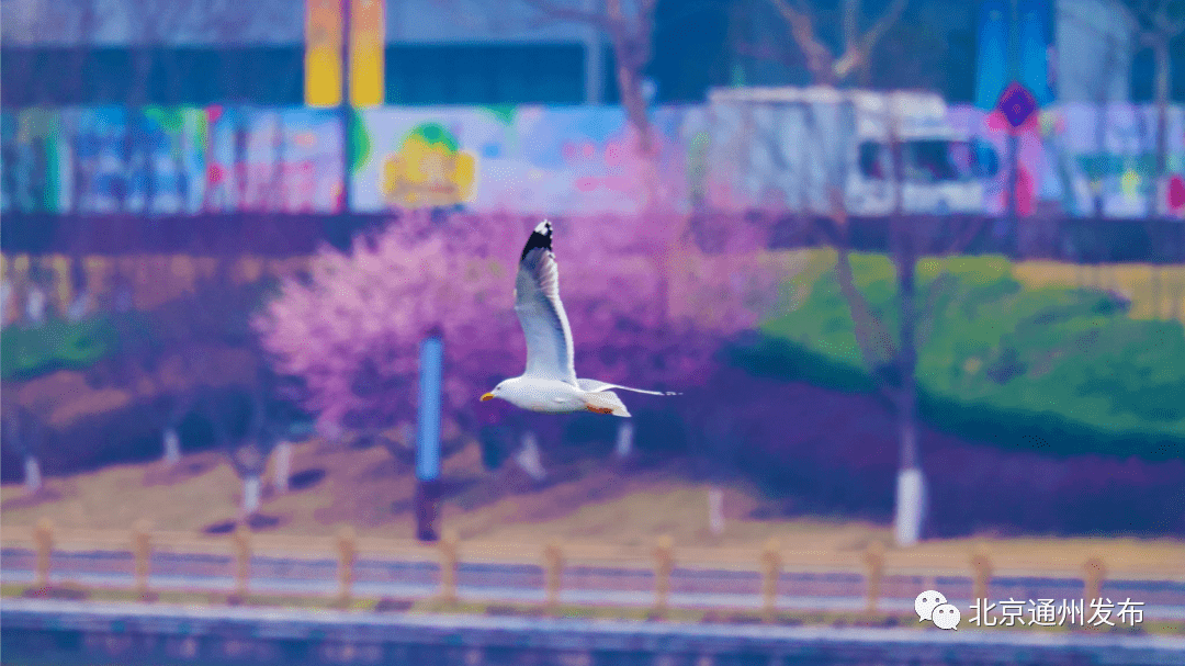 赏花踏青、参观游船、房车露营…大运河文化旅游景区等您来打卡