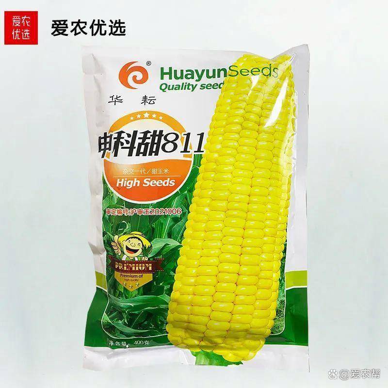 产量高,抗病性强,种植也比较容易的甜玉米品种——申科甜811