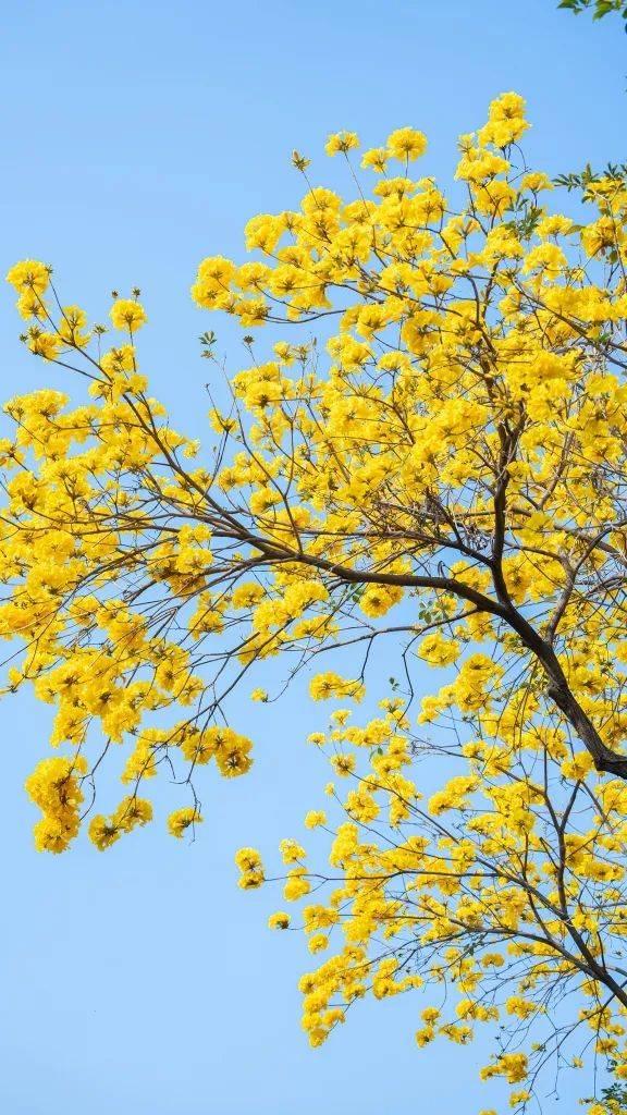 深圳这个地方绝了_地铁口_小新_网友