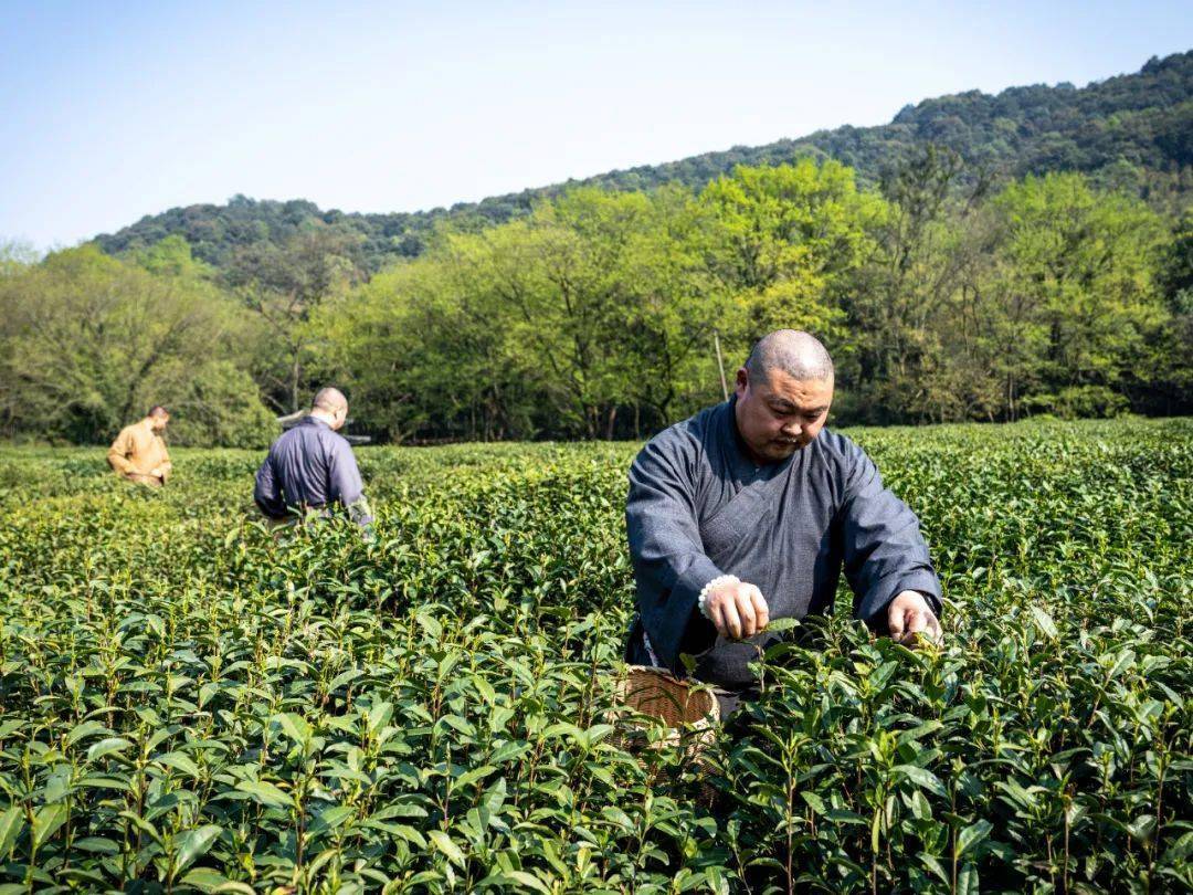 法师们严整威仪,安详徐步,来到杭州稽留峰下的茶园中,将杨枝净水洒向