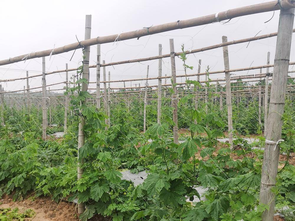 江门:两地结对帮扶,蓬江特产杜阮凉瓜移植恩平革命老区_种植_成功