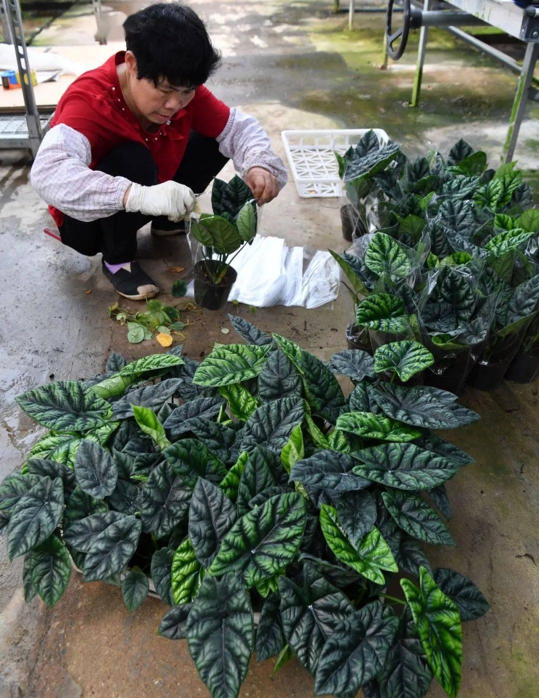 高村这个花卉苗木产业园彩叶芋供不应求