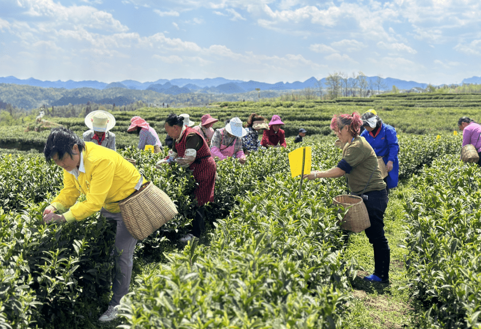 大方县雨冲乡6000亩白茶开始采收_茶叶_示范_蓓柠