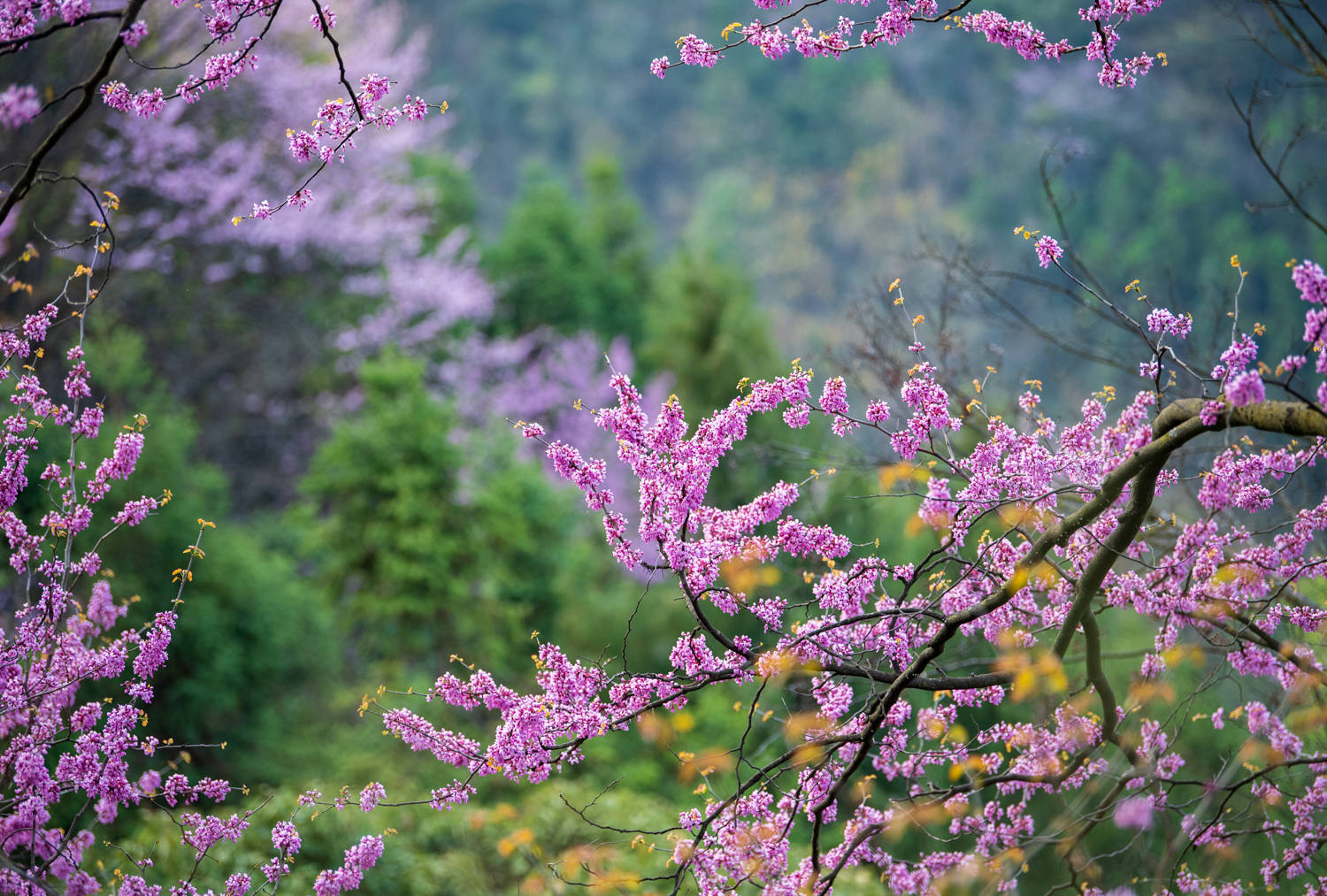 春日赏花图鉴