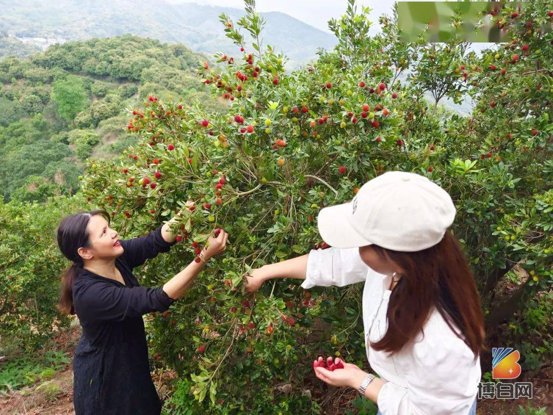 博白杨梅基地图片