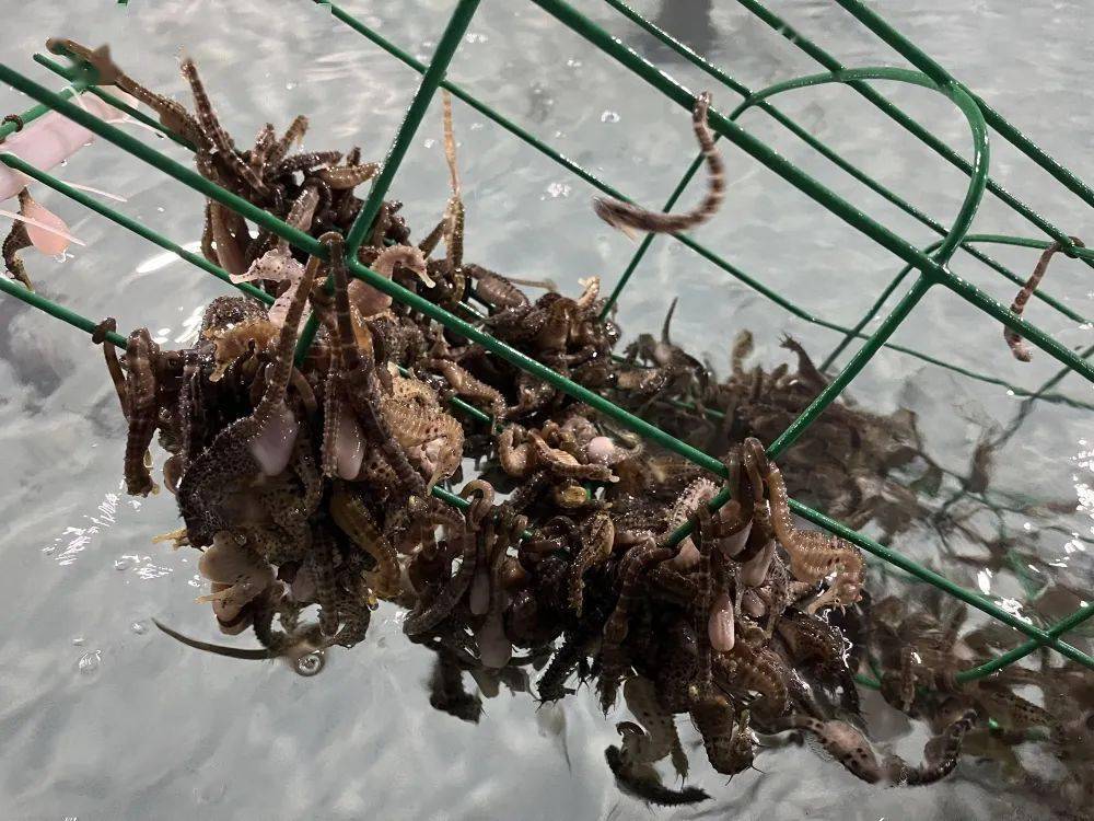 率高的膨腹海马;采用循环水控温养殖模式,让海马苗的生长速度更快一些