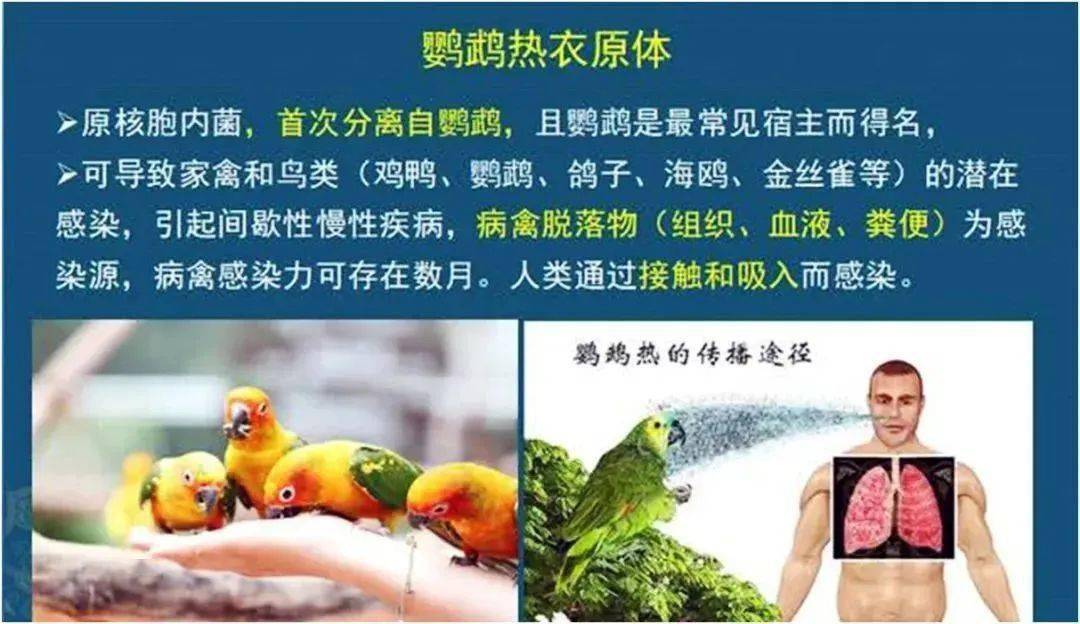 "鹦鹉热"会人传人吗?病原体不是病毒,细菌,病程可长达几个月!