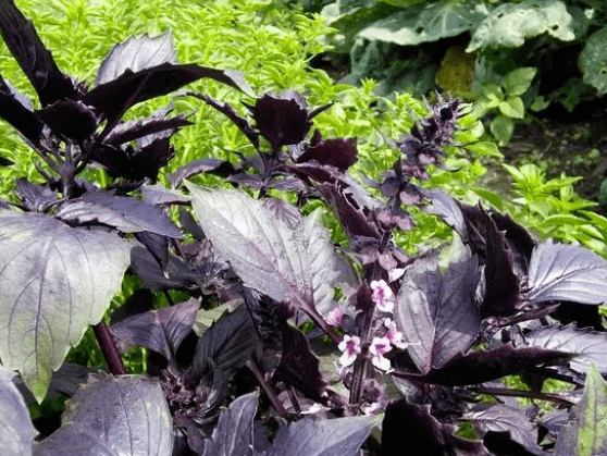 一家六口扫墓采野菜食用后集体中毒！厦门人留意！那工具误食或危及生命！