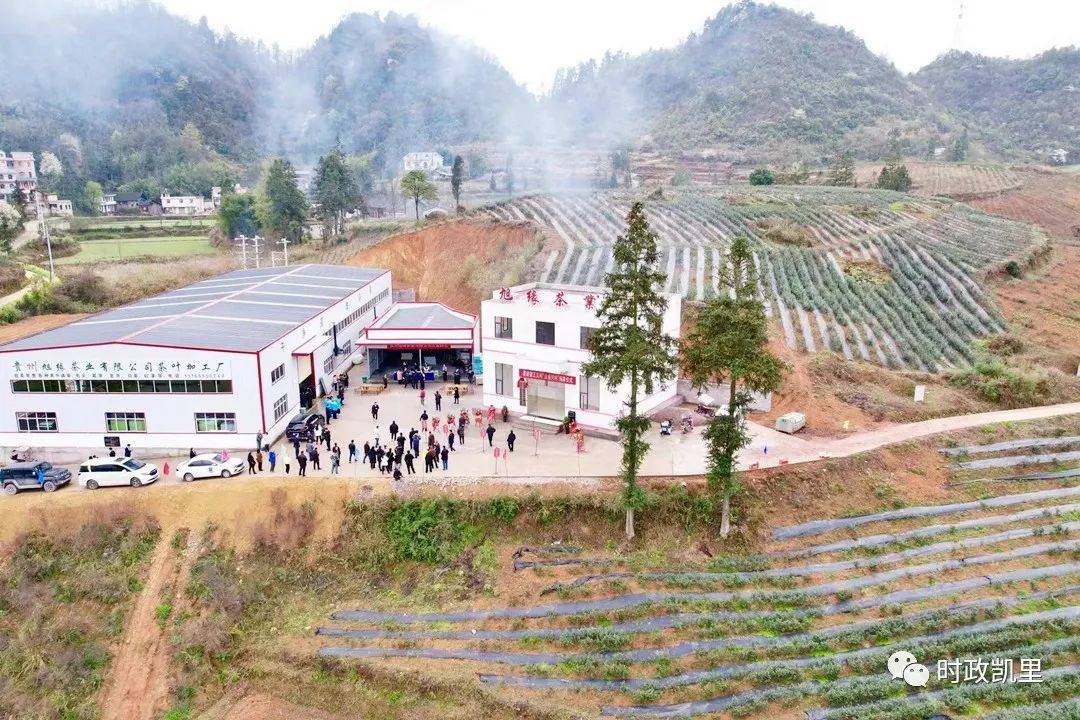 【全面推进乡村振兴】凯里市碧波镇:专家现场问诊 茶园传来笑声_李果