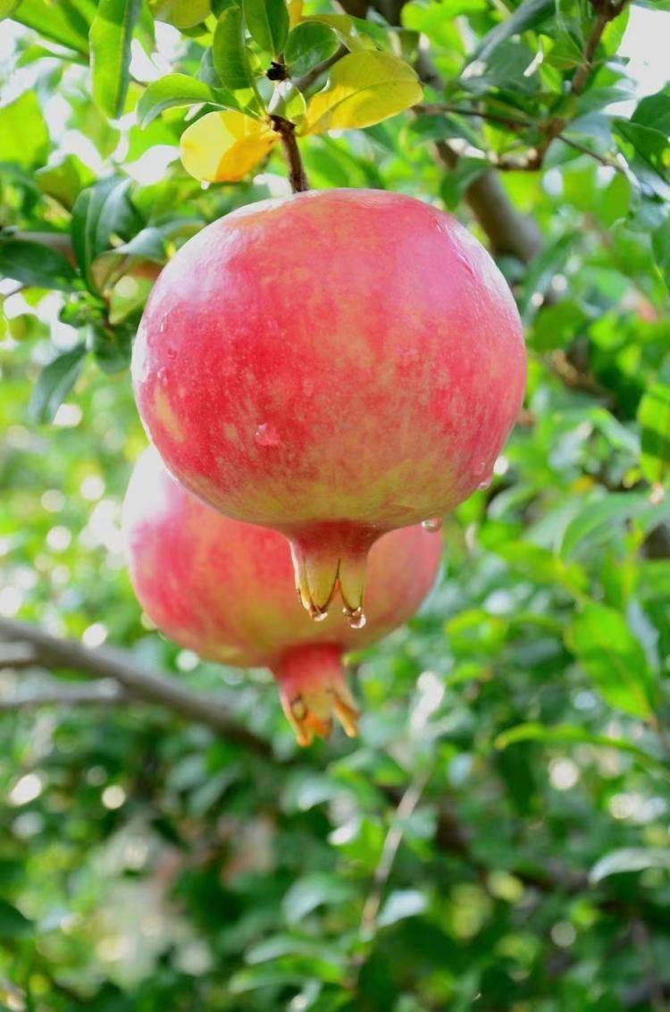 西安临潼石榴荣获"绿博会"金奖_中国绿色食品_博览会_产品