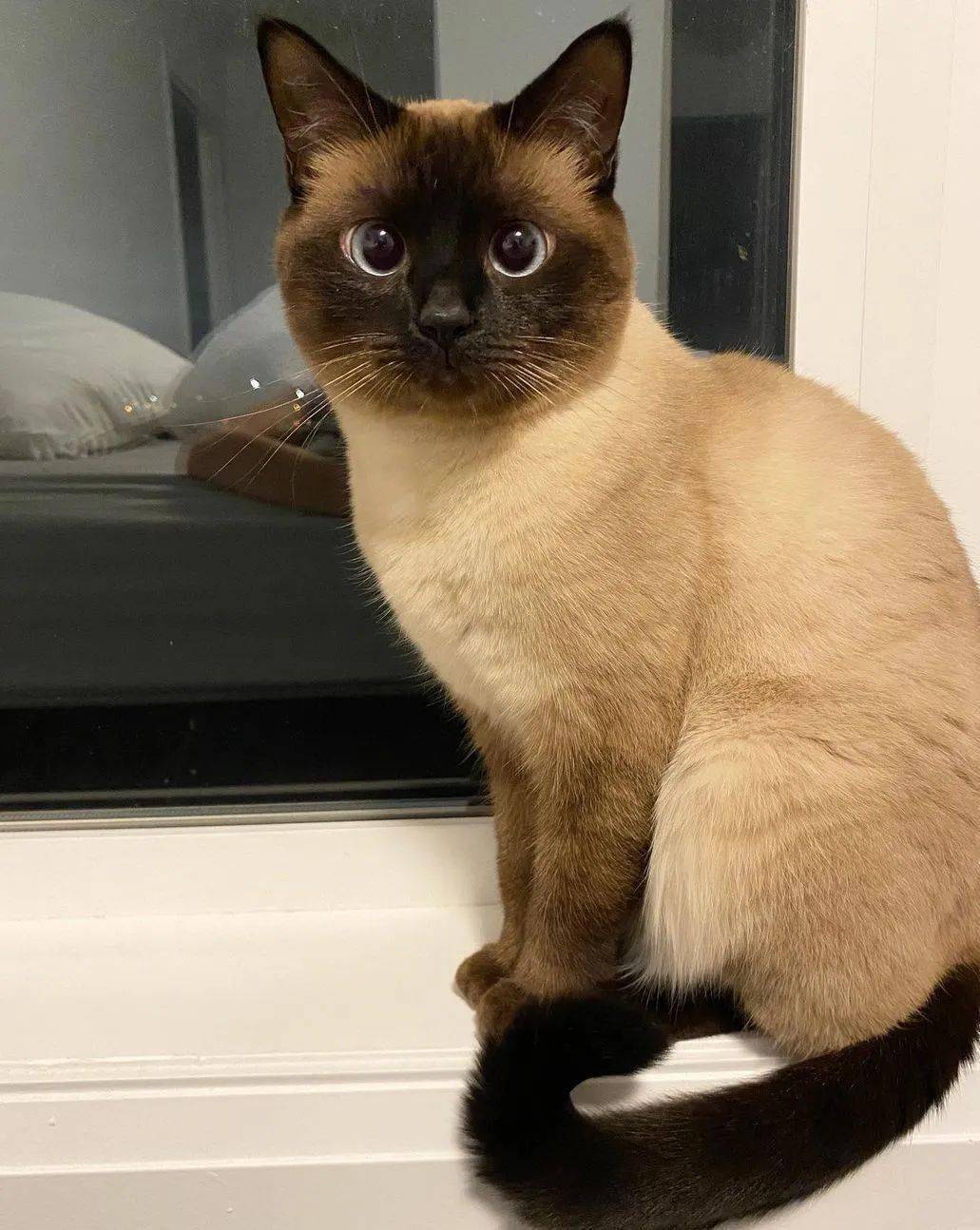 笑死,千万不要给暹罗猫剃毛,不然._喵君_by_重点