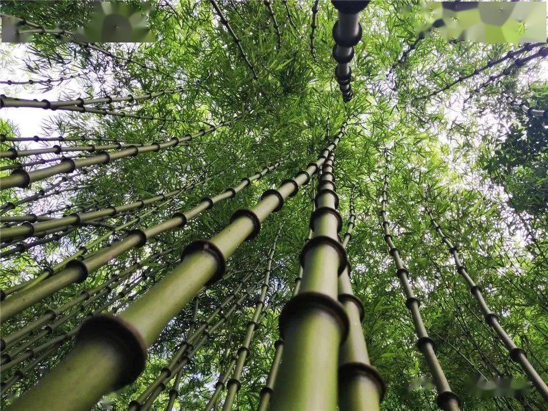 一组数据,看大关筇竹产业"成绩单"