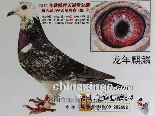 「随感」足环:值得纪念的神奇种鸽"老泰山""黑根雌"_小鸟_中国_都会