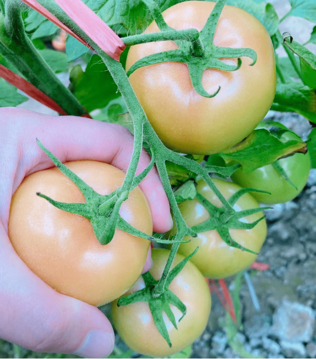 早春茬西红柿丨膨果不良怎么办_管理_标准化_果实