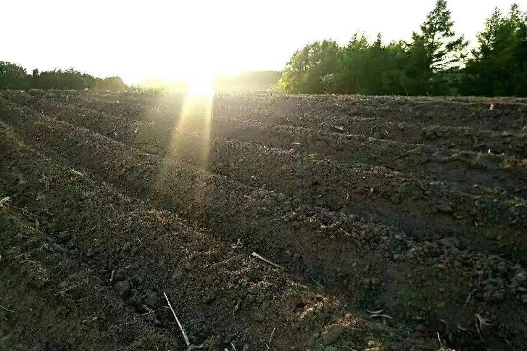 曾称退化黑钙土,变质黑钙土,淋溶黑钙土,灰化黑钙土,黑钙土型土,湿