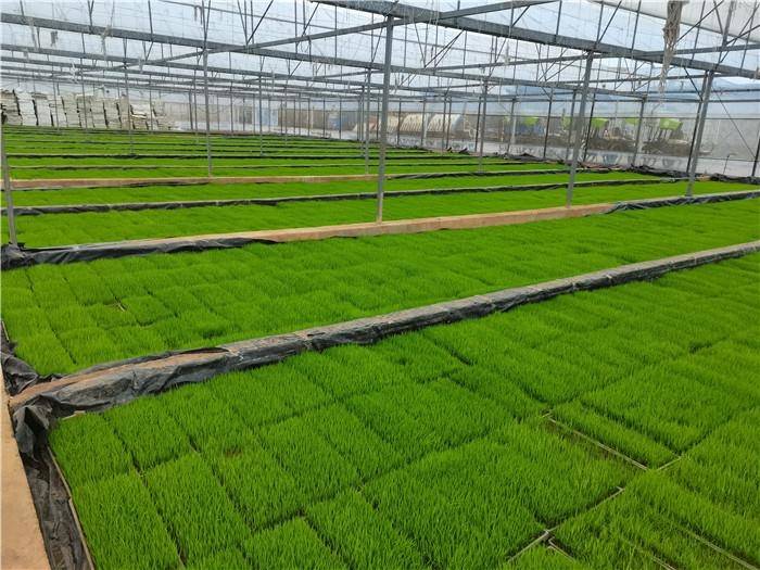 道县47座烤烟育苗大棚变身水稻育秧基地_早稻_谷源_秧苗
