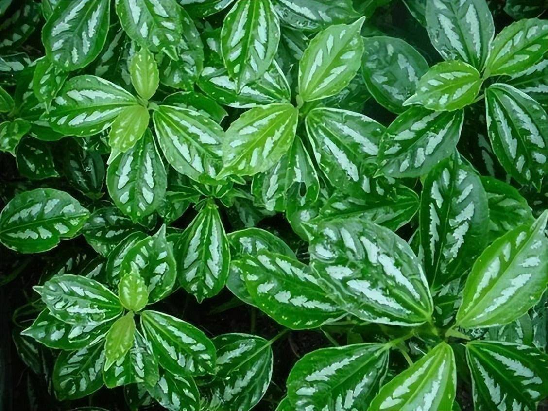 能吸甲醛油烟的20种植物,家家必养!_空气_灰尘_吸附