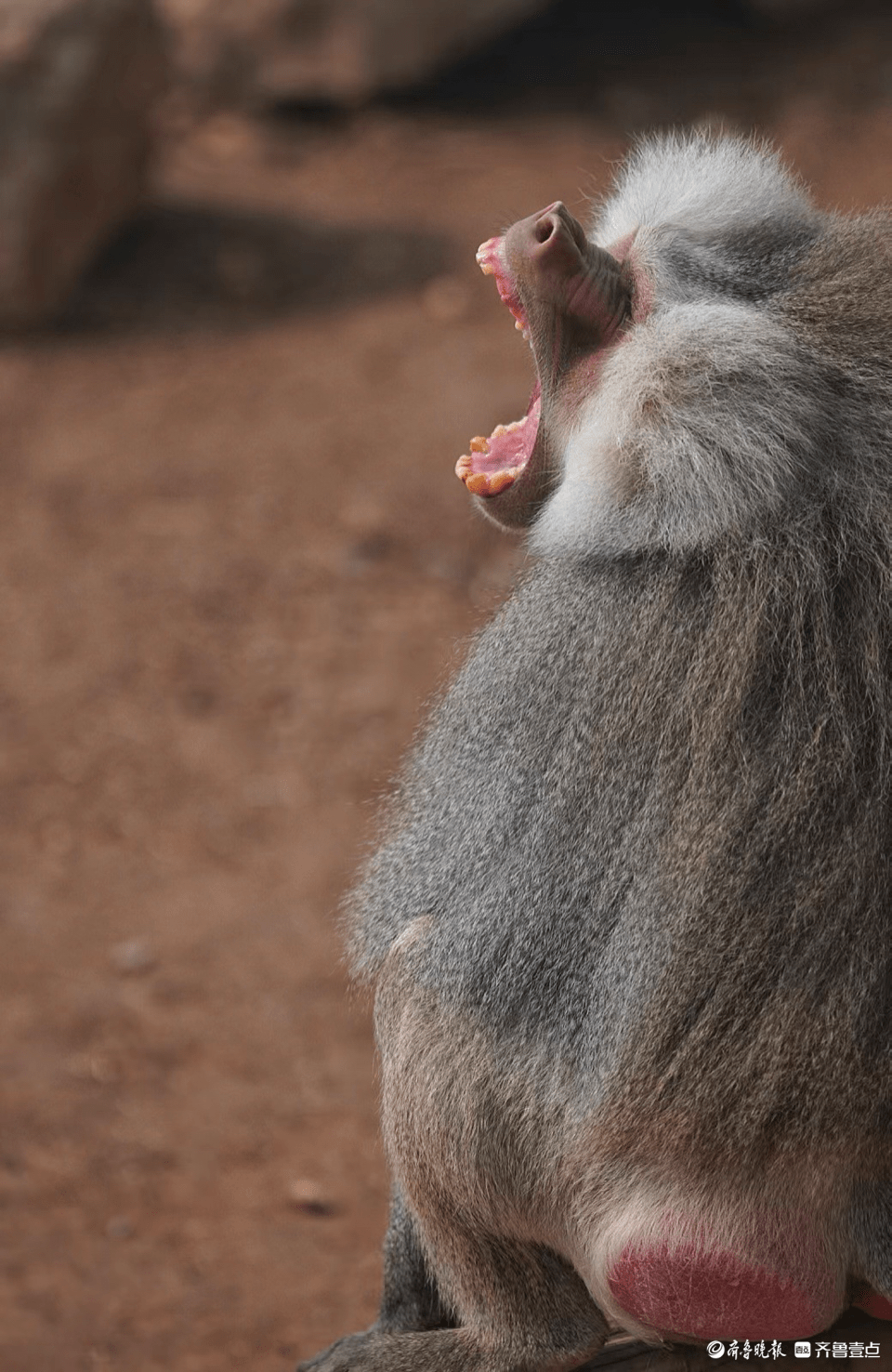 济南野生动物世界内,打哈欠的狒狒_戚勇