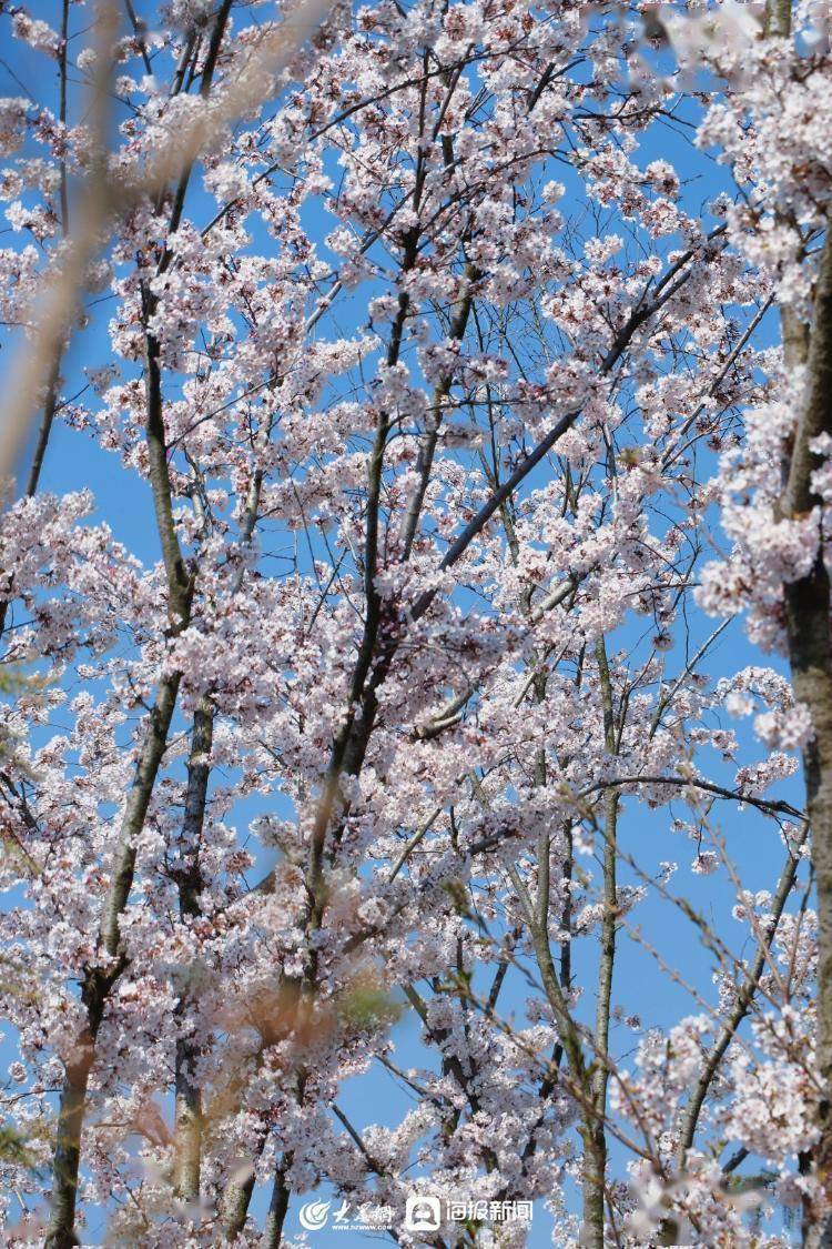 日照白鹭湾樱花节图片