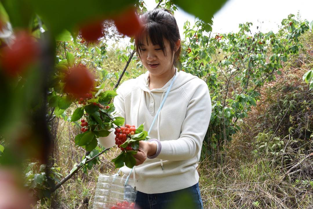 自贡樱桃采摘基地图片